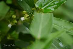 Cynanchum dalhousiae